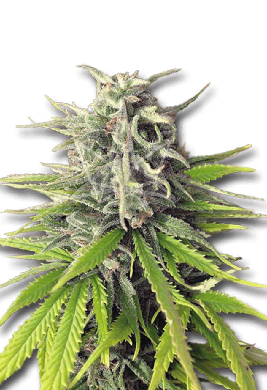 Durban Poison Feminized Seeds