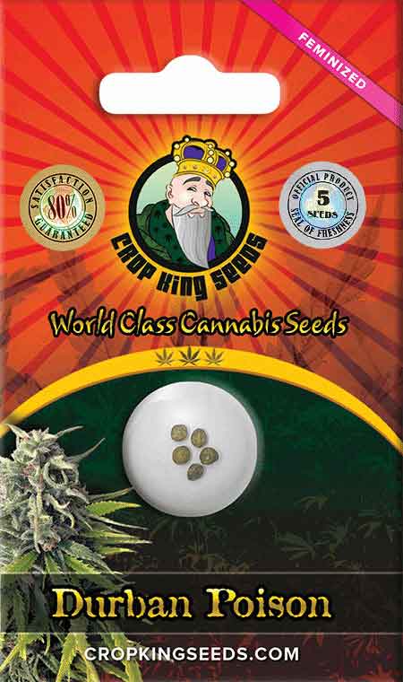 Durban Poison Feminized Seeds