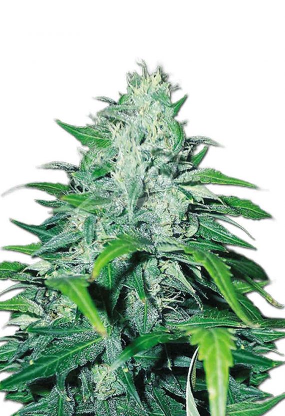 Dwarf Low Flyer Autoflowering Marijuana Seeds