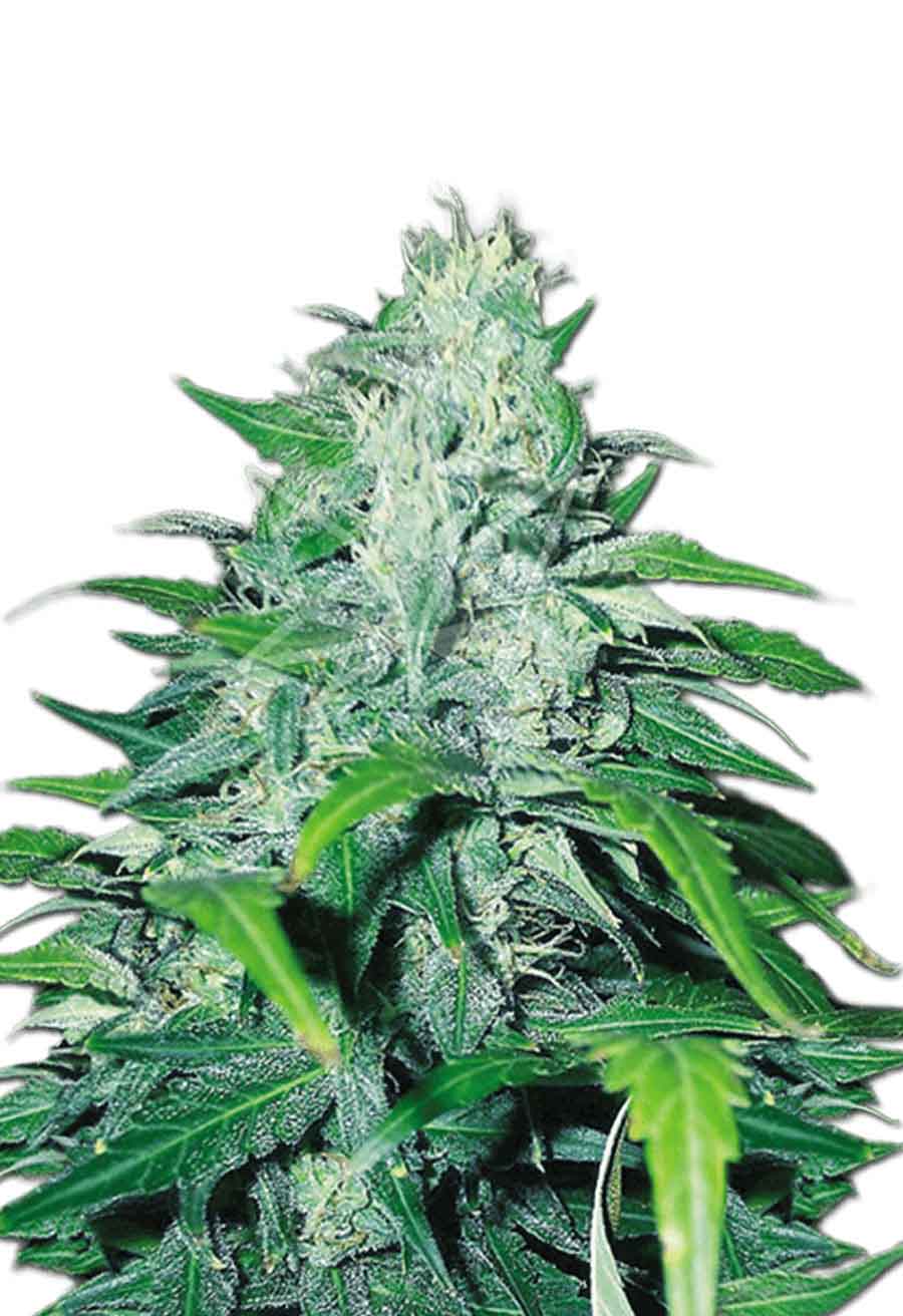 Dwarf Low Flyer Autoflower Seeds