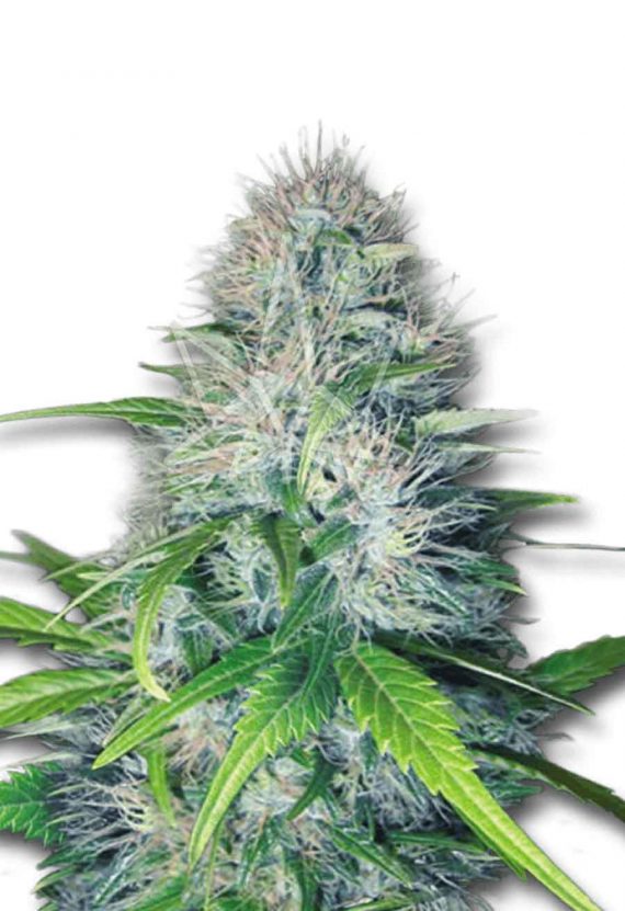 Early Miss Autoflowering Marijuana Seeds