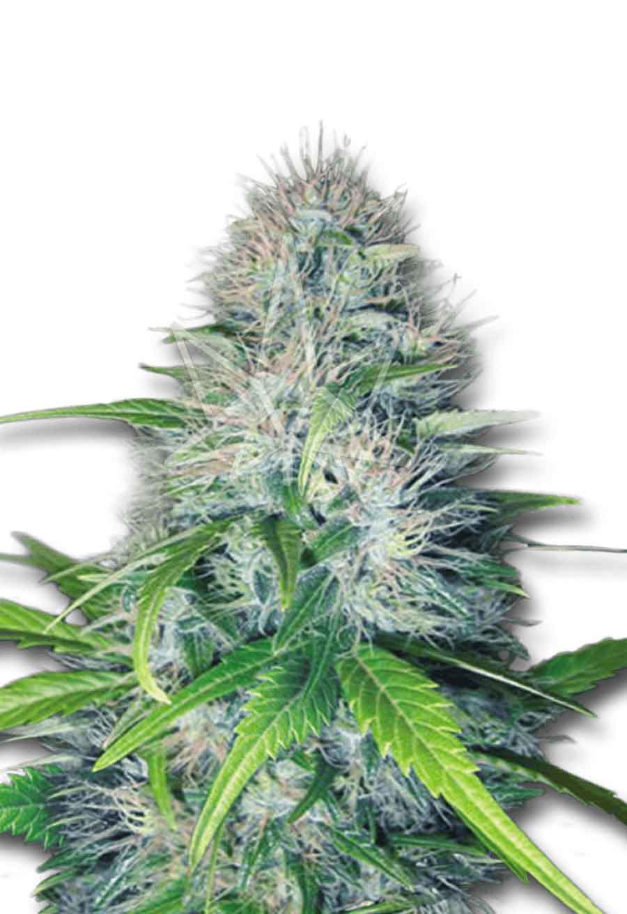 Early Miss Autoflower Seeds