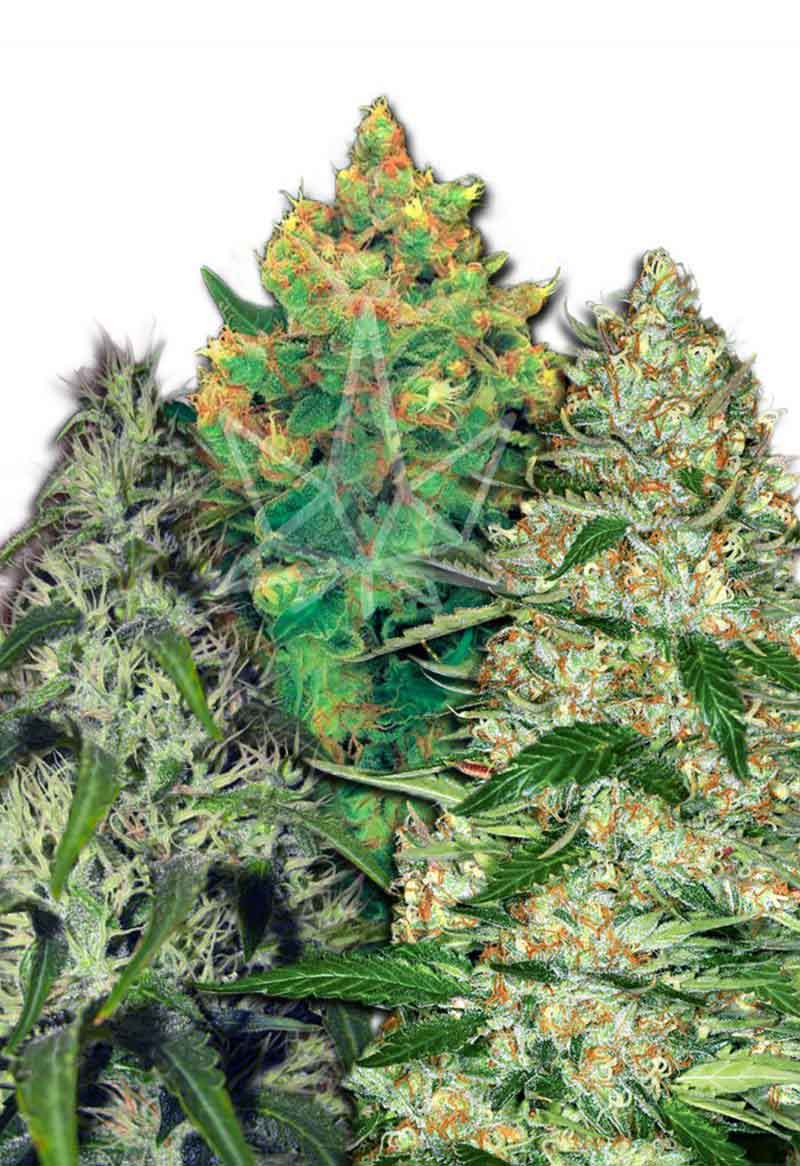 Feminized Mixed Seeds