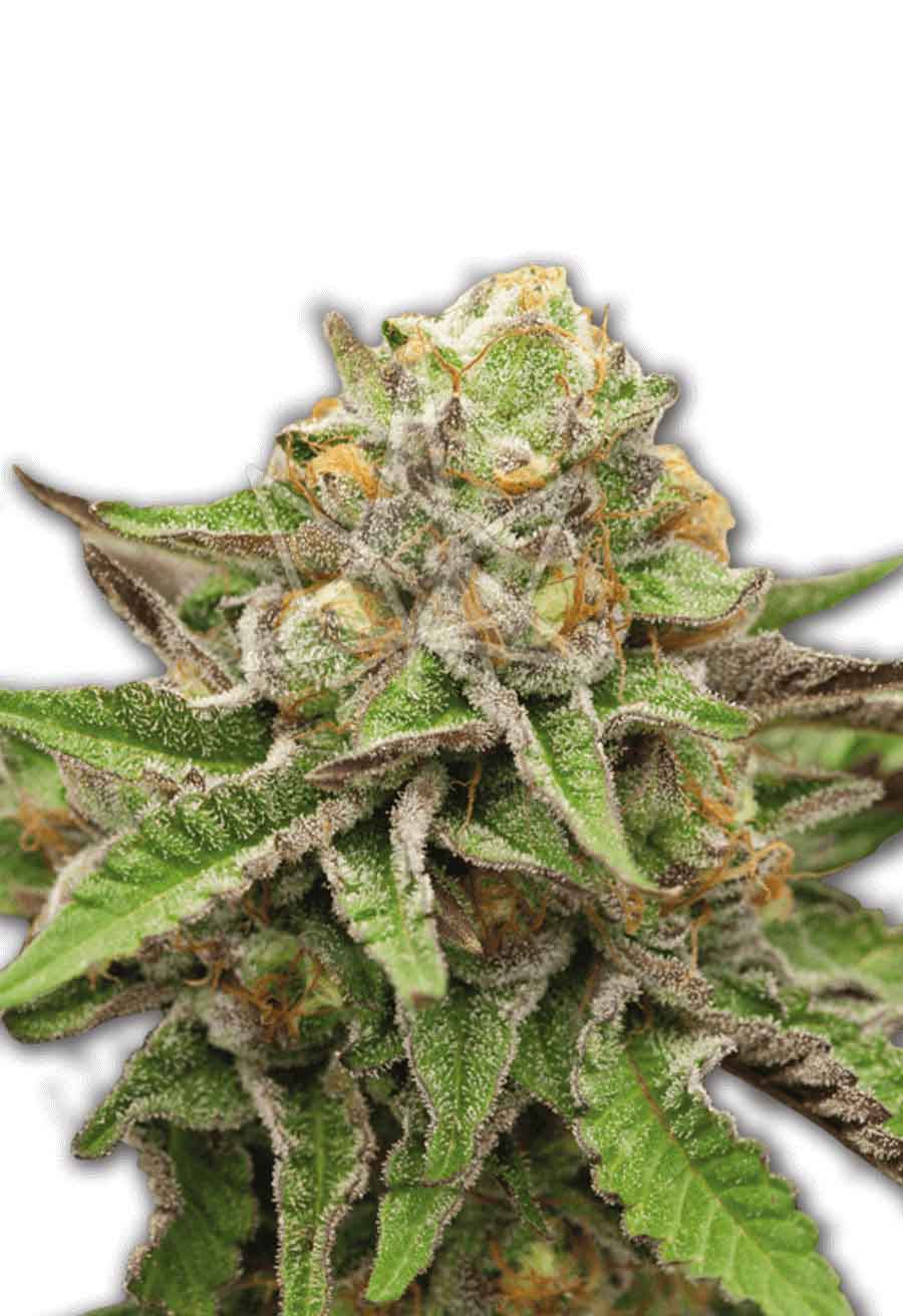 Gelato Seeds Opt
