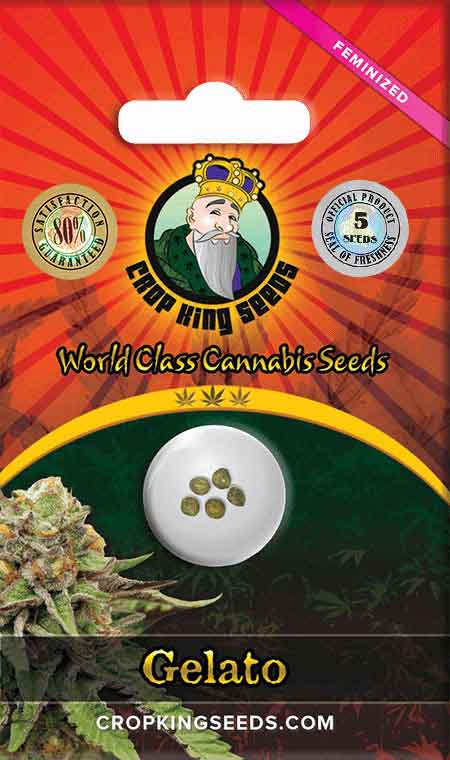 Gelato Feminized Seed Opt Opt 1