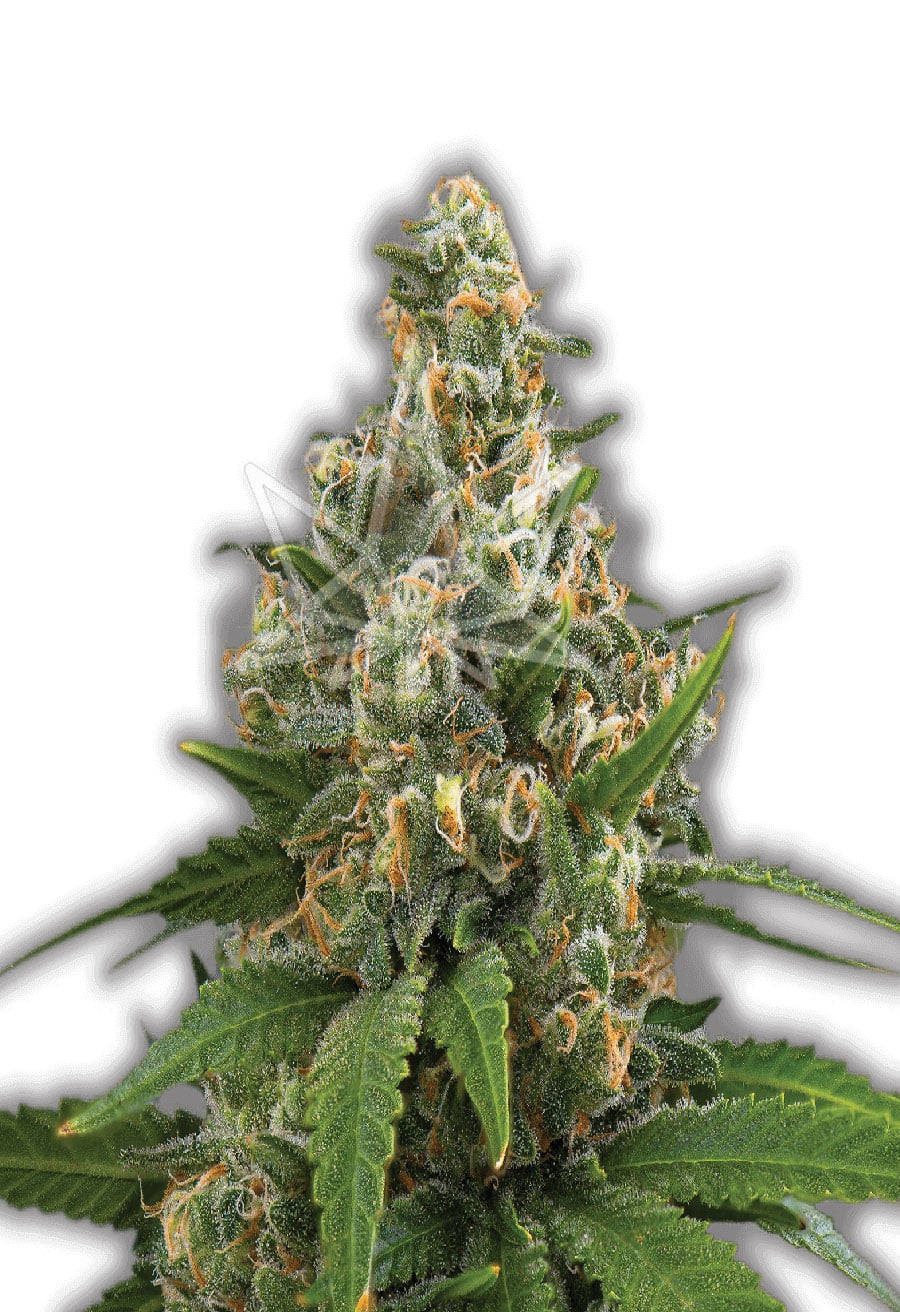 Girl Scout Cookies Feminized Seeds