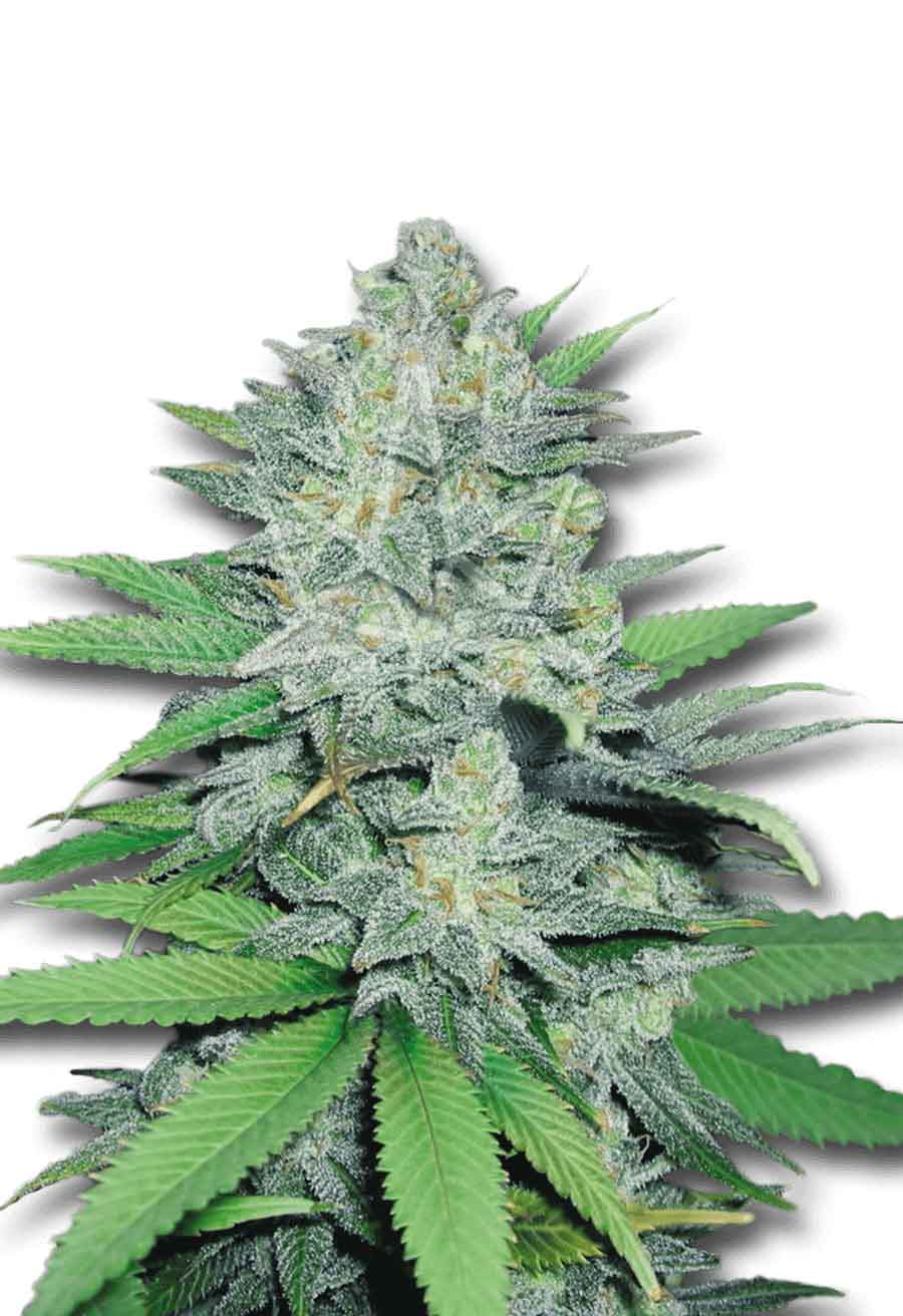Green Crack Feminized Seeds