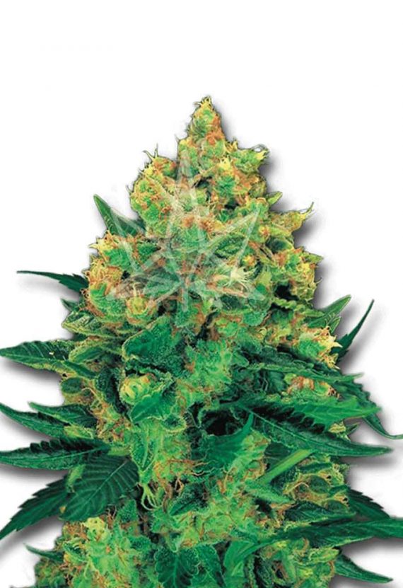 Hash Plant Feminized Marijuana Seeds
