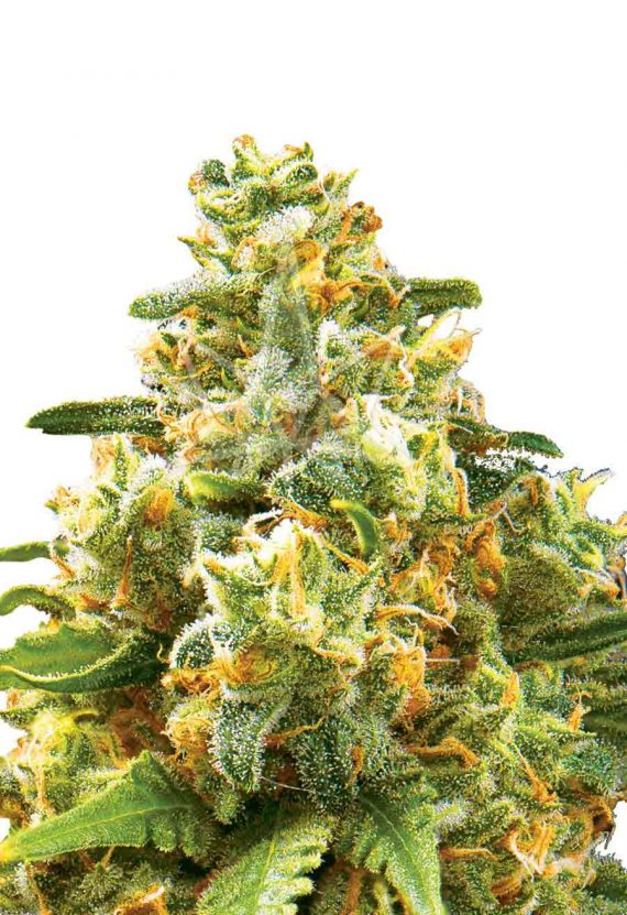 Hawaiian Gold Autoflowering Marijuana Seeds