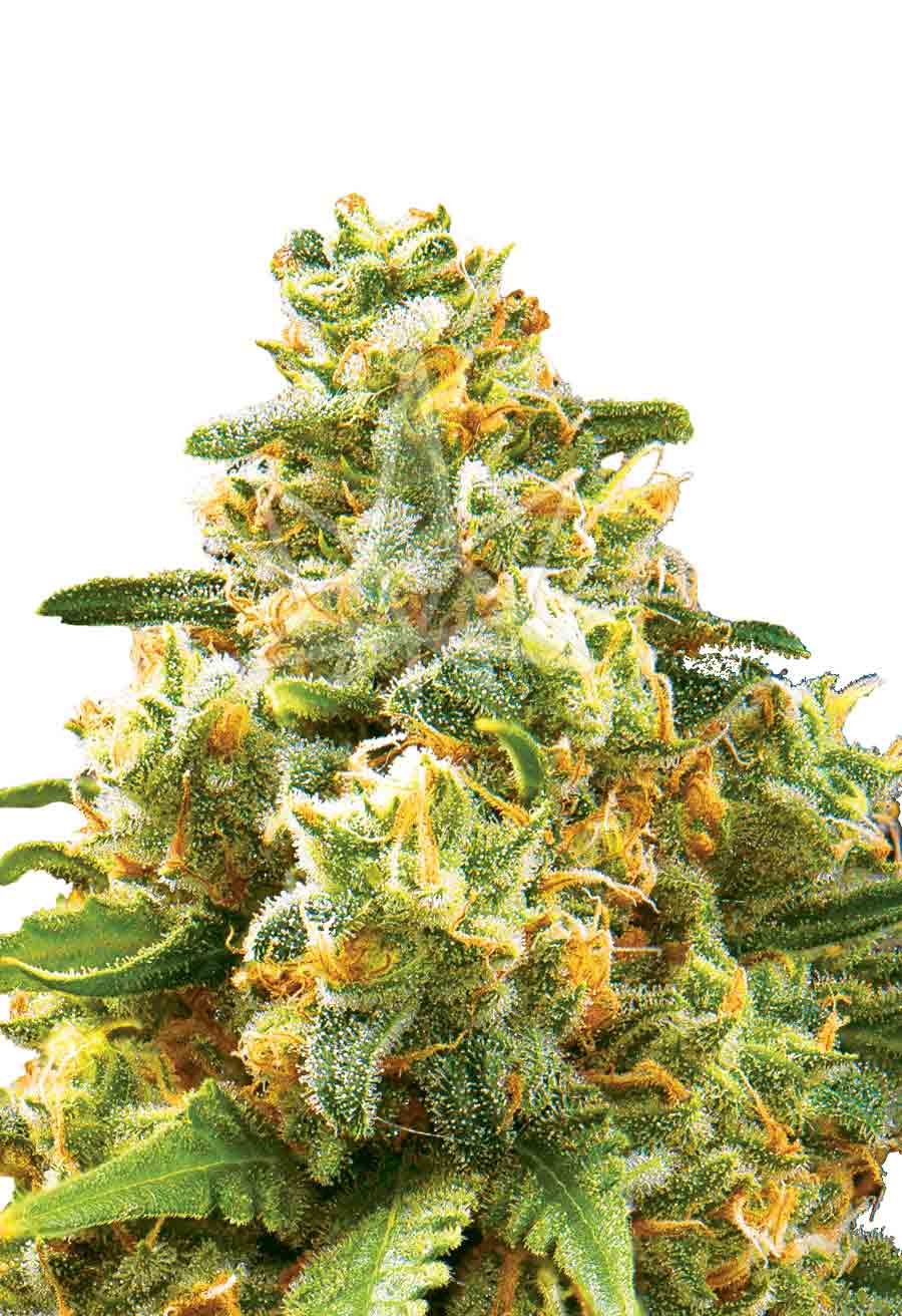 Hawaiian Gold Autoflower Seeds