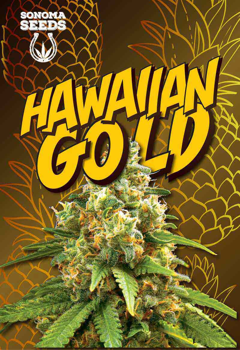 Hawaiian Gold Autoflower Seeds