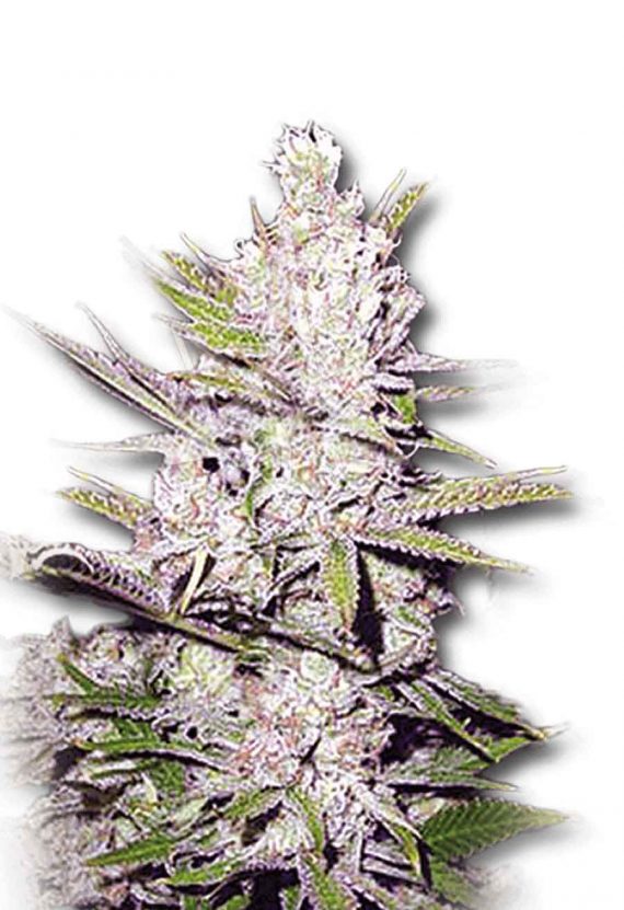 Haze Xtreme Regular Marijuana Seeds