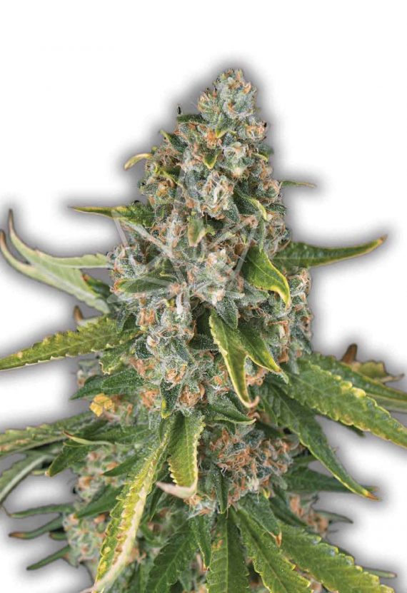 Jack Harer Feminized Marijuana Seeds