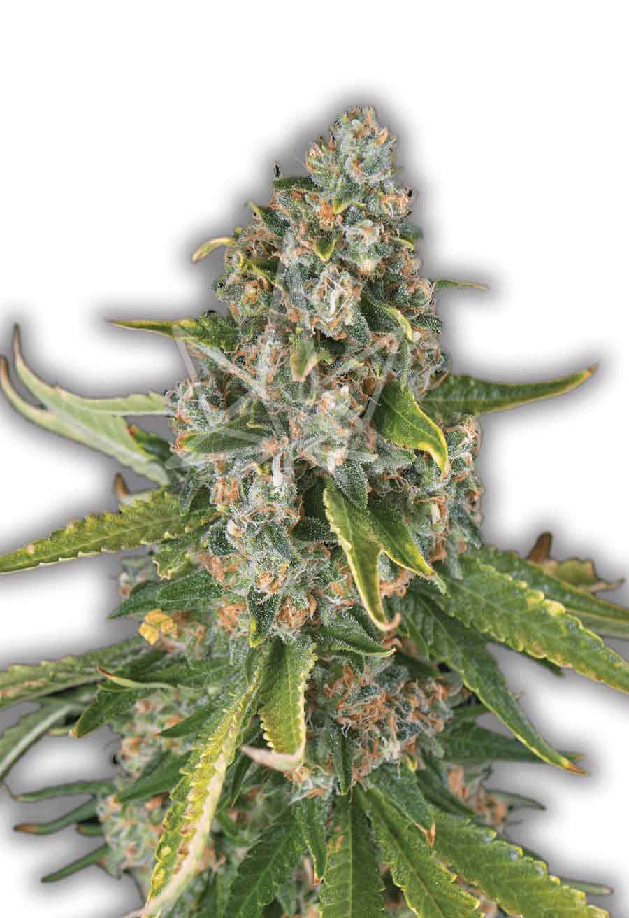 Jack Herer Autoflower Seeds