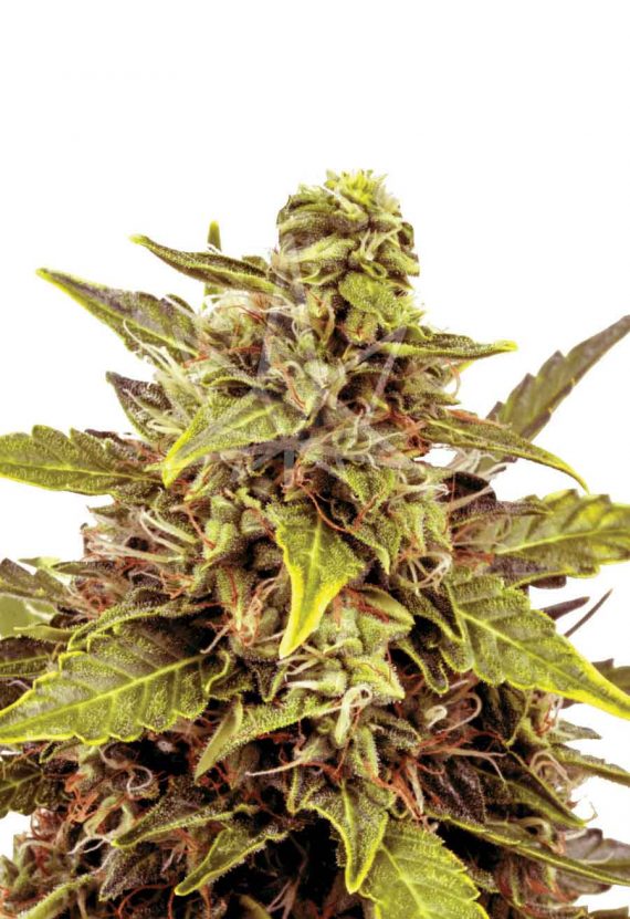 Juicy Fruit Autoflowering Marijuana Seeds