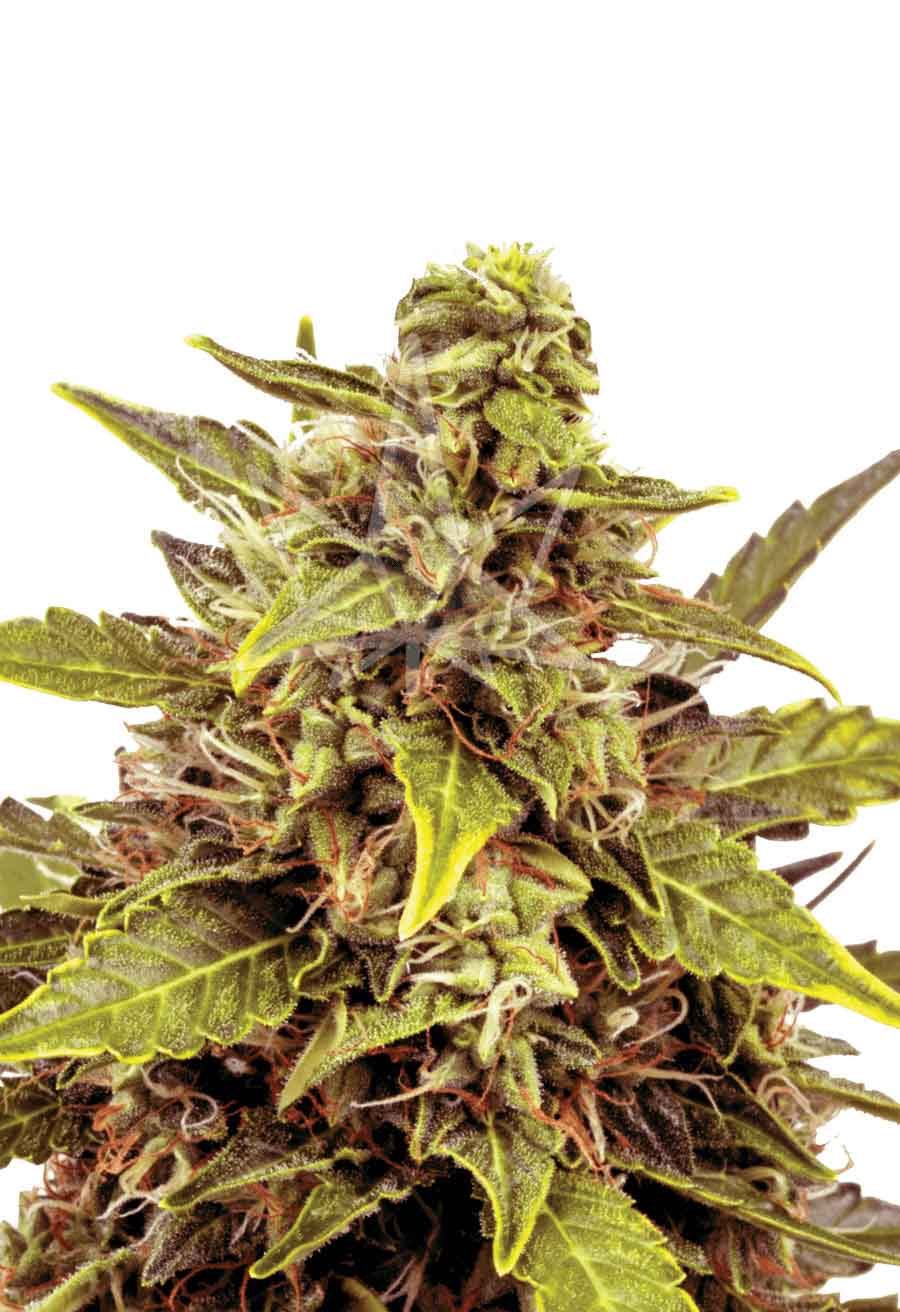 Juicy Fruit Autoflower Seeds