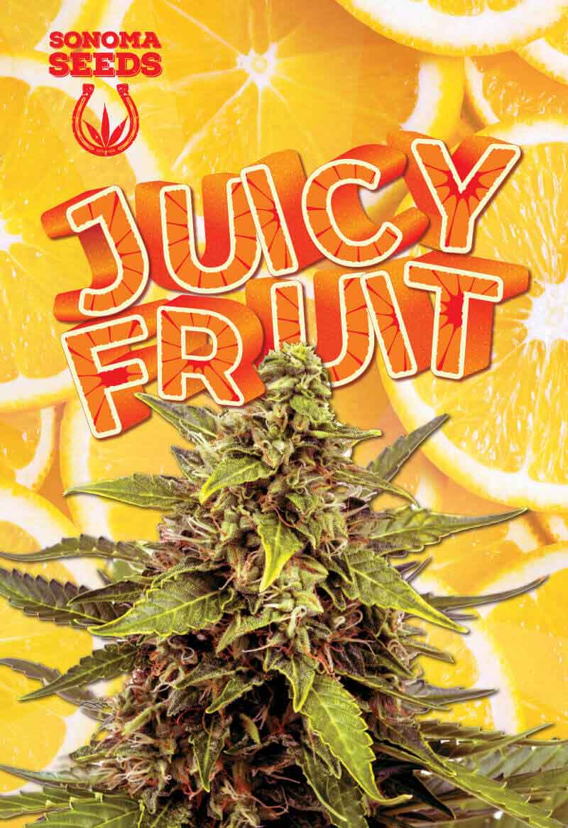 Juicy Fruit Autoflower Seeds