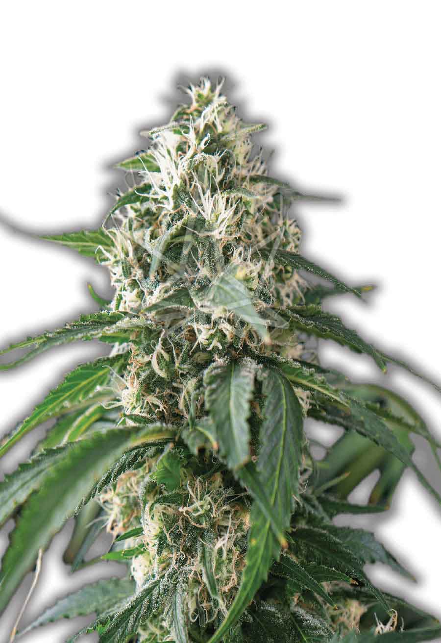 Kali Mist Feminized Seeds Opt 1