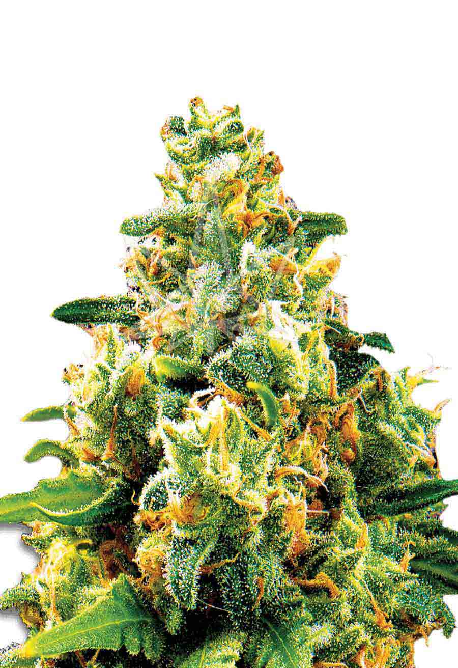 La Confidential Feminized Seeds Opt 1