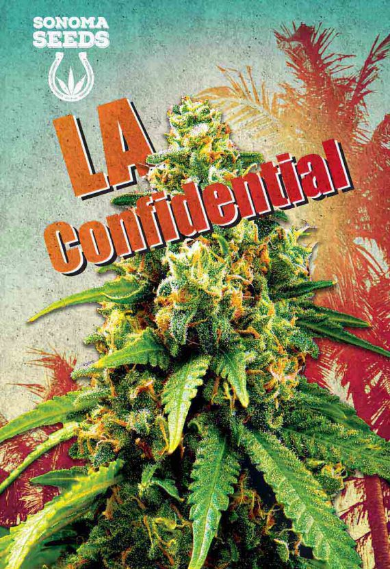 LA Confidential Feminized Marijuana Seeds