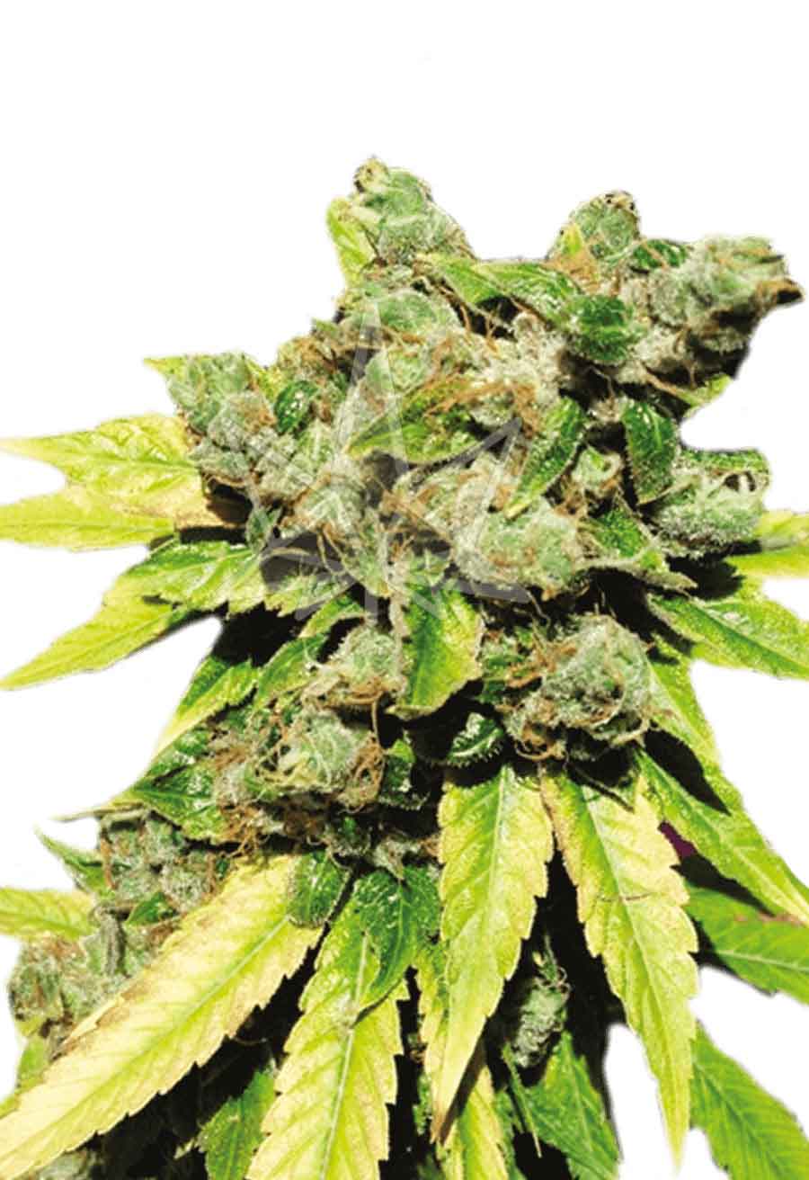 Lambs Breath Autoflower Seeds