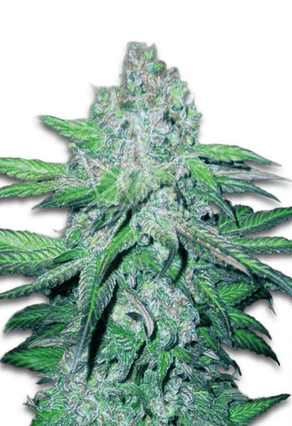 Master Kush Feminized Marijuana Seeds