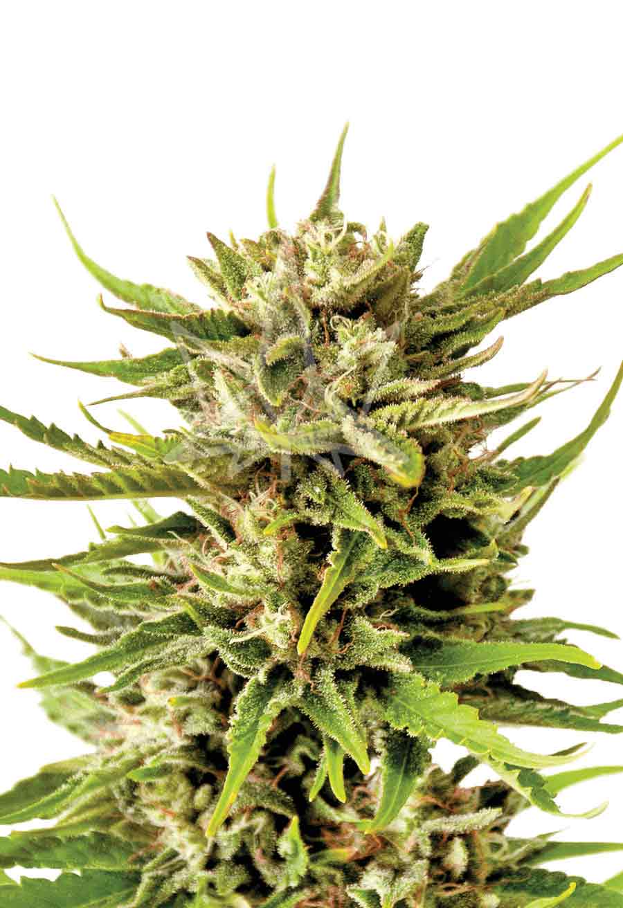 Northern Berry Autoflower Seeds