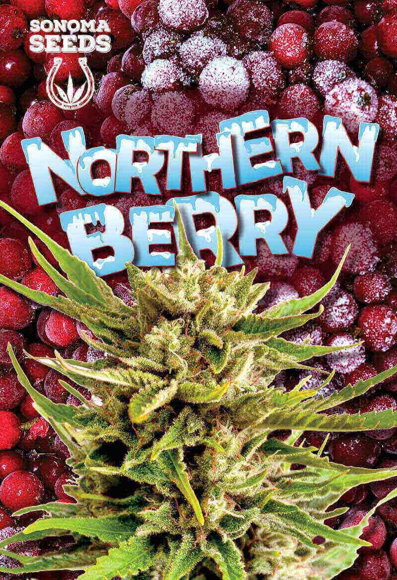 Northern Berry Autoflower Seeds