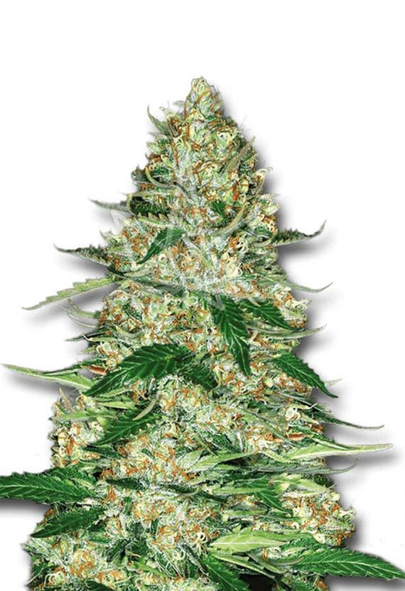 Northern Lights Autoflowering Marijuana Seeds