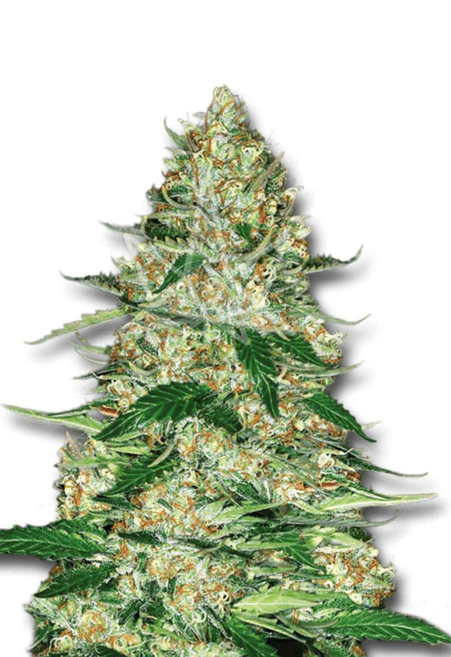 Northern Lights Autoflower Seeds