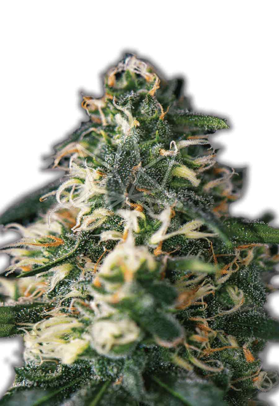 Northern Lights Autoflower Seeds