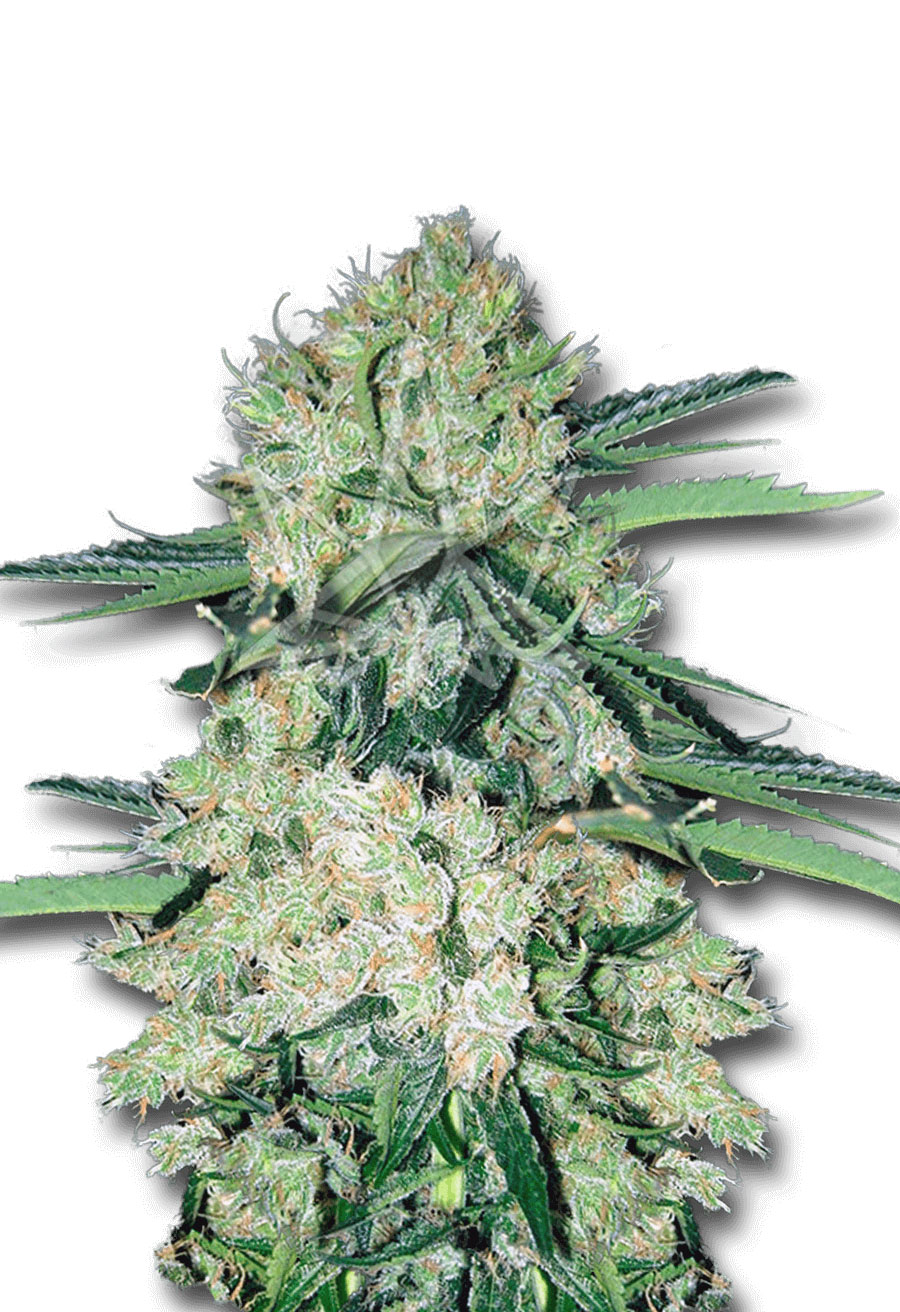NYC Diesel Autoflower Seeds