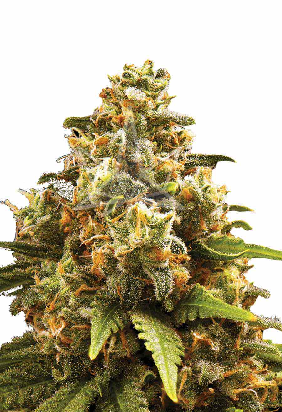 OG Kush Autoflower Seeds