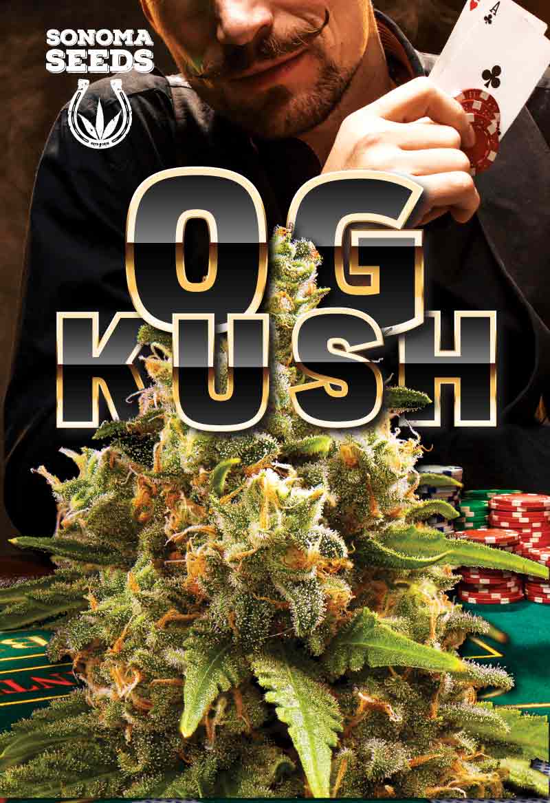 OG Kush Autoflower Seeds