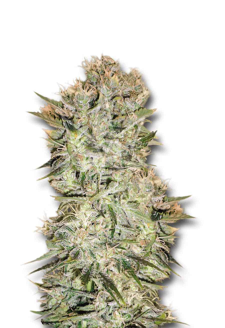 Original Skunk Regular Seeds