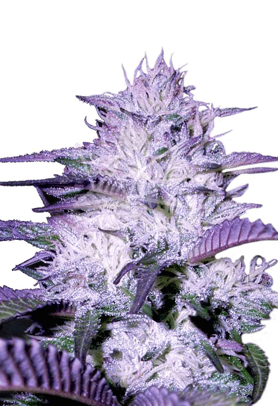 Purple Kush Autoflower Seeds
