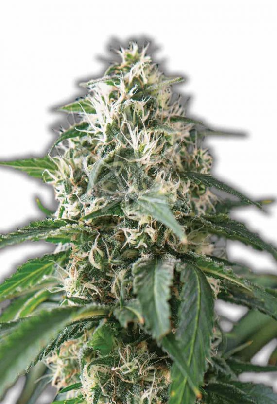 Purple Kush Autoflowering Marijuana Seeds