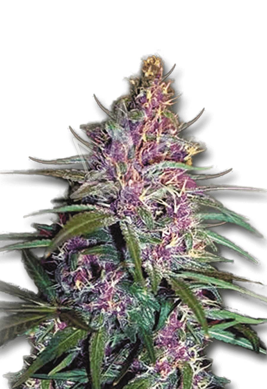 Purple Kush Feminized Seeds