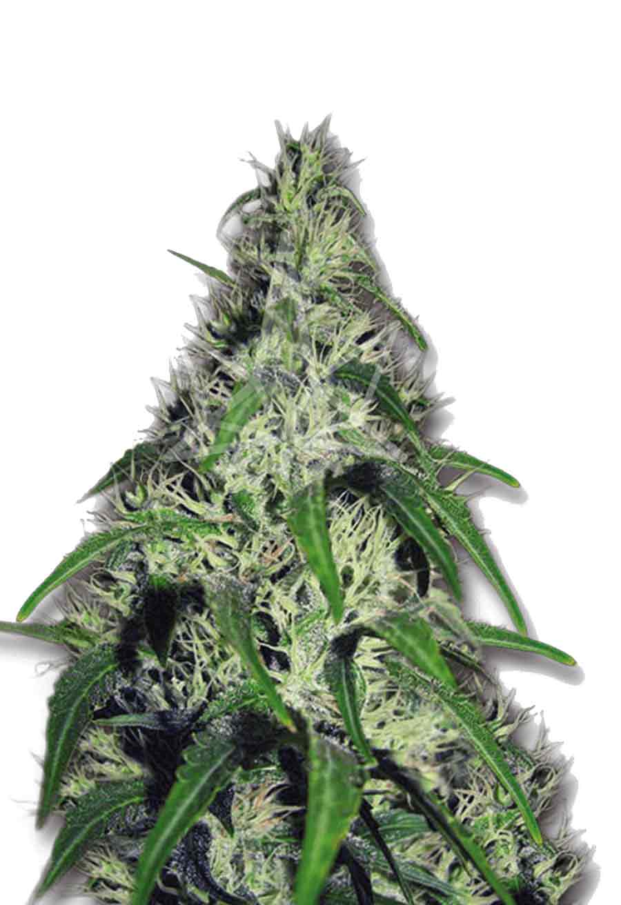 Revolver Autoflower Seeds Opt 1