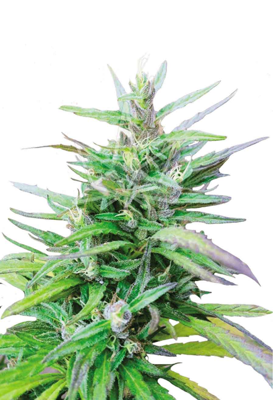 Sativa Star Feminized Seeds