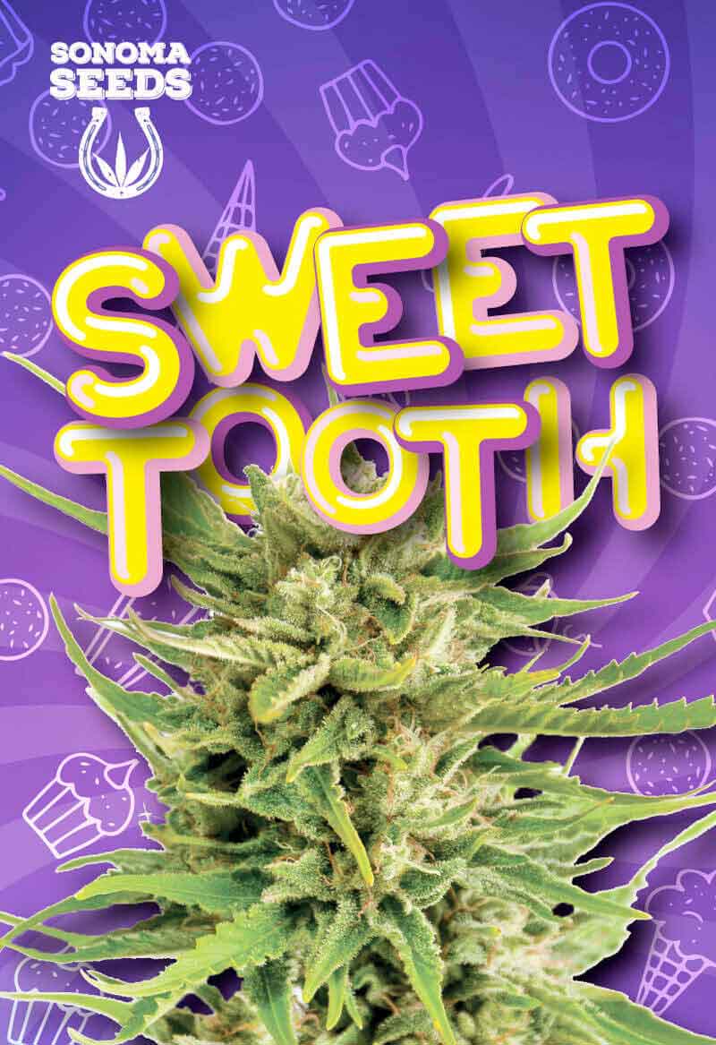 Sonoma Sweet Tooth Seeds
