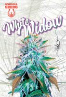 White Widow Feminized Marijuana Seeds