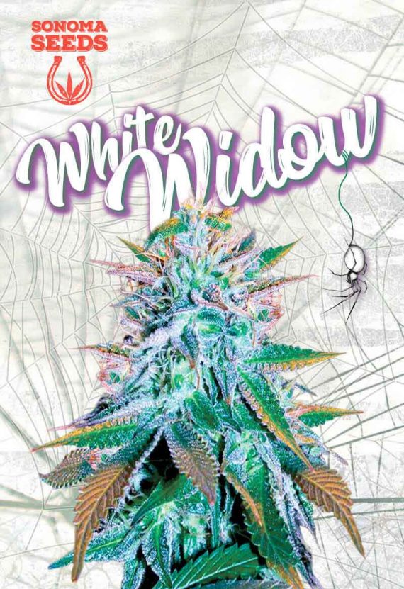 White Widow Feminized Marijuana Seeds
