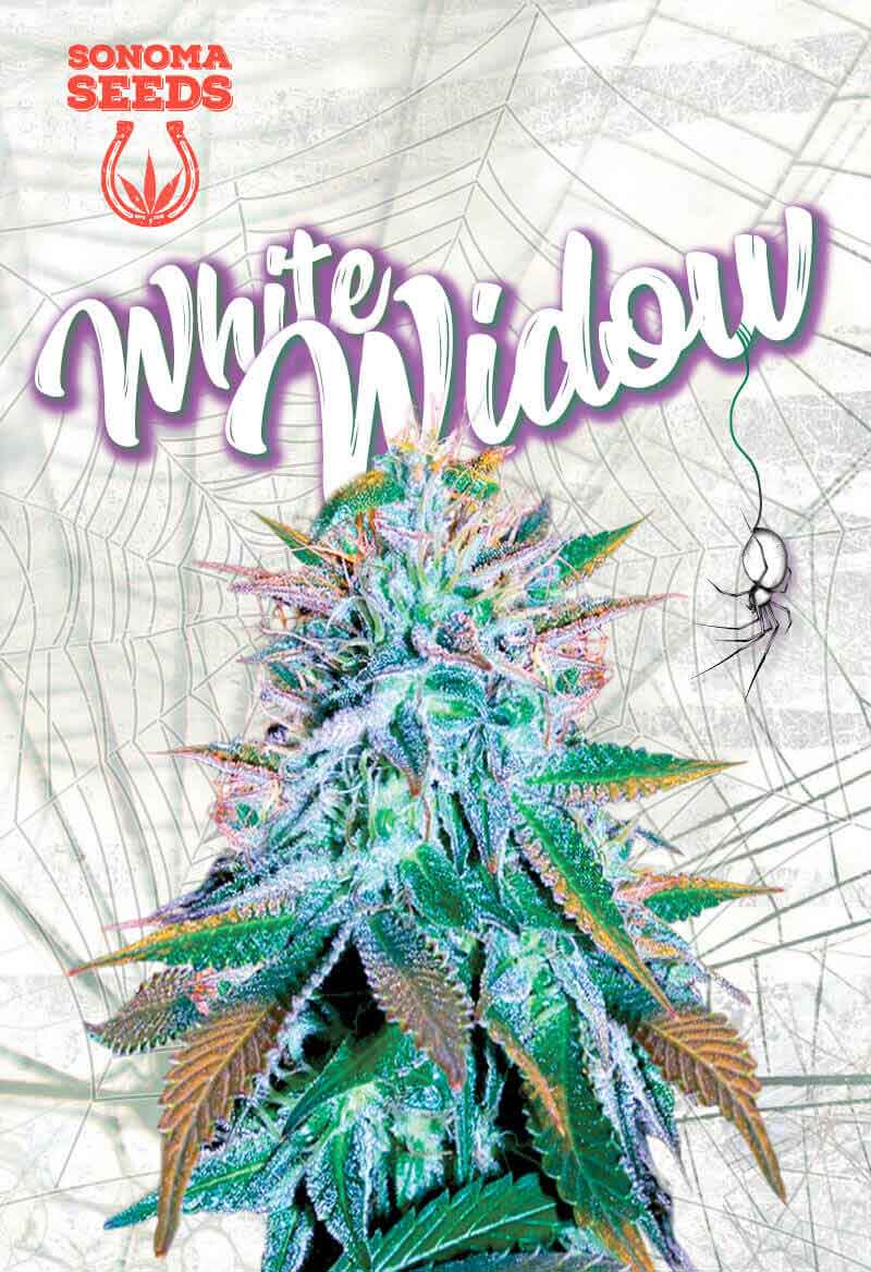 White Widow Feminized Seeds