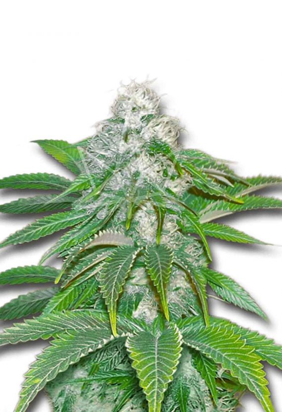 Sour Diesel Feminized Marijuana Seeds