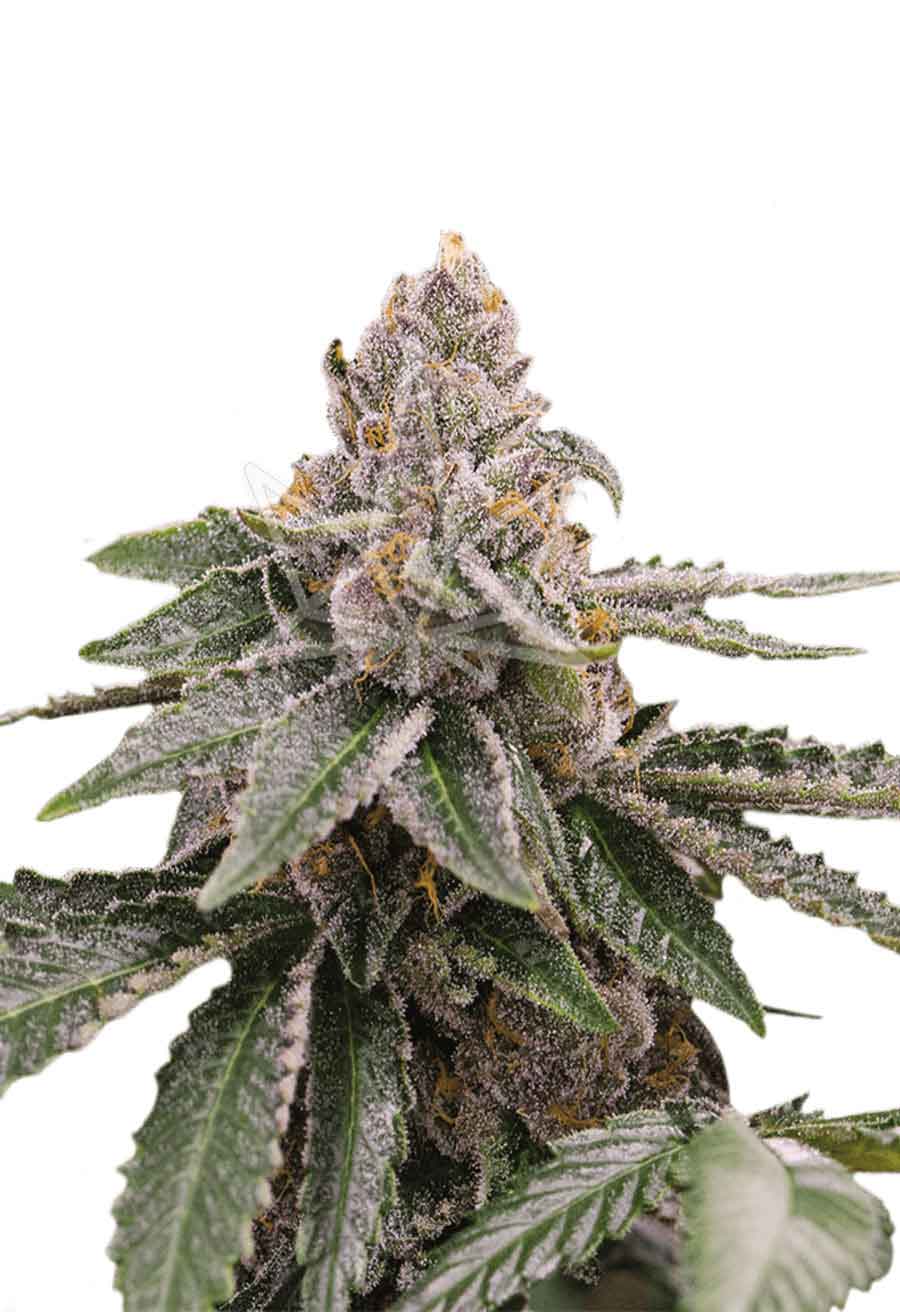 Sour Girl Autoflower Seeds
