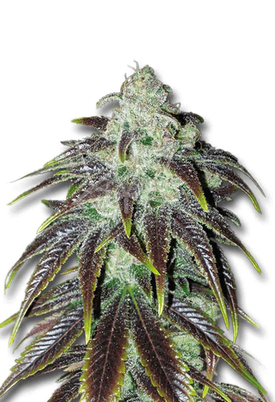 Sour Jack Feminized Seeds