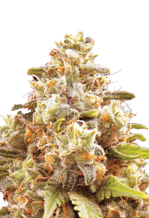 Strawberry Cough Autoflower Seeds