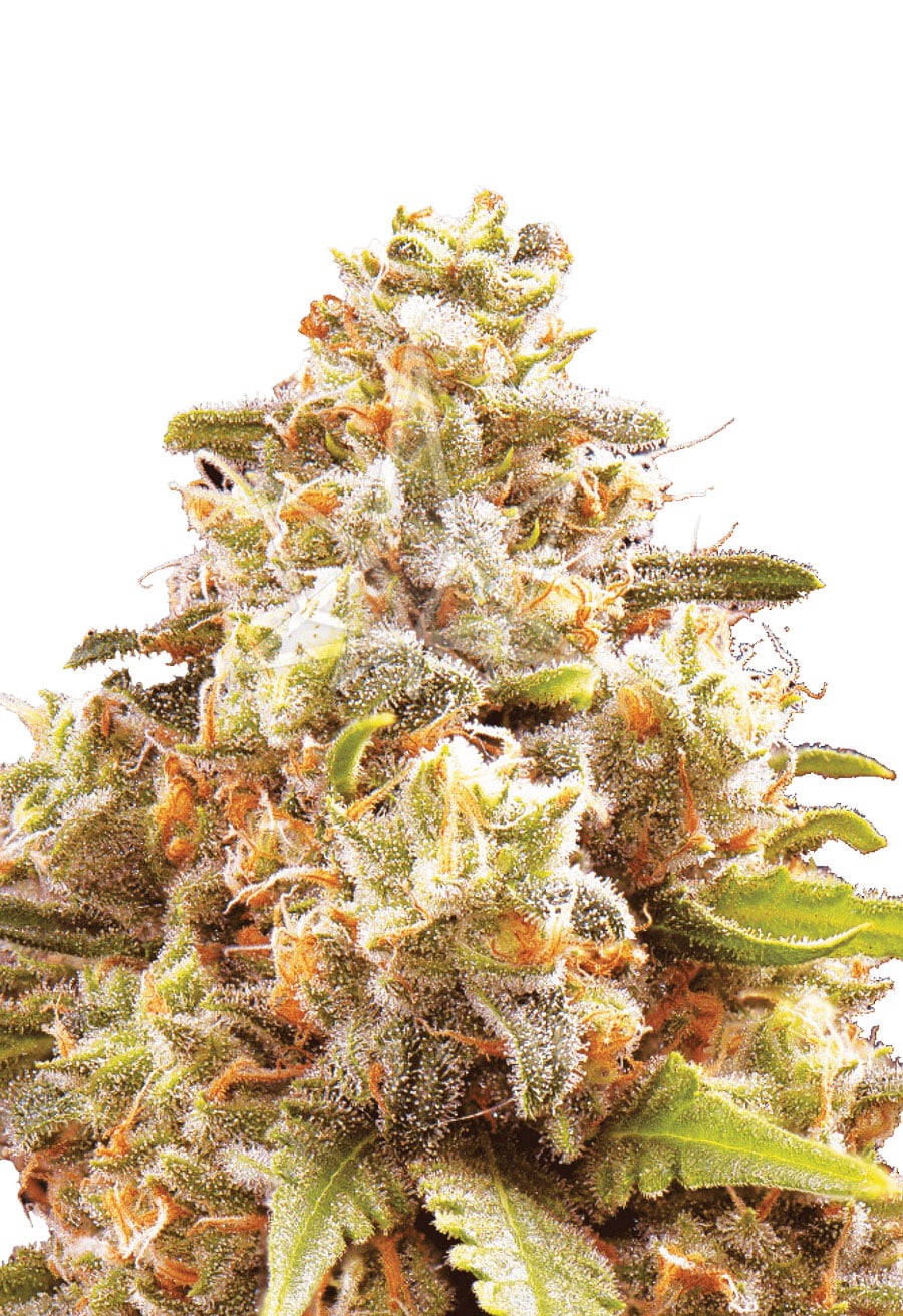 Strawberry Cough Autoflower Seeds