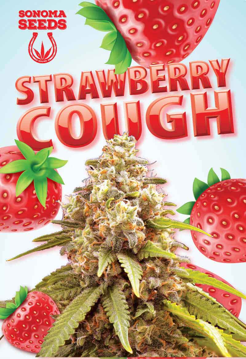 Strawberry Cough Autoflower Seeds